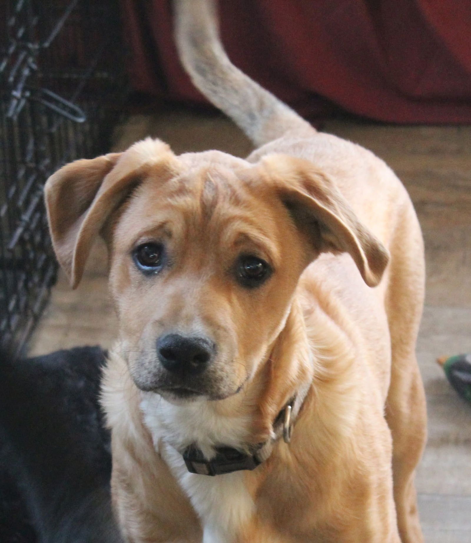 SIMON - Boxer available for adoption