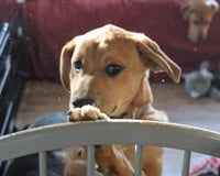 Simon - Photo 7