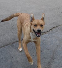 Simon - Photo 1