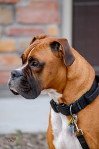 Tyson - ADOPTION PENDING!! - Photo 8