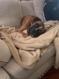 Tyson - ADOPTION PENDING!! - Photo 15