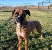 Tyson - ADOPTION PENDING!! - Photo 12