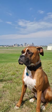 Tyson - ADOPTION PENDING!! - Photo 11
