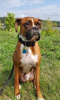 Tyson - ADOPTION PENDING!! - Photo 7