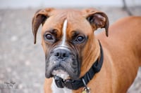 Tyson - ADOPTION PENDING!! - Photo 9