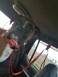 Tyson - ADOPTION PENDING!! - Photo 16
