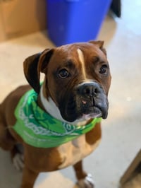 Tyson - ADOPTION PENDING!! - Photo 20