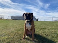 Tyson - ADOPTION PENDING!! - Photo 1