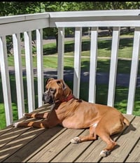 Tyson - ADOPTION PENDING!! - Photo 14