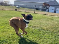 Tyson - ADOPTION PENDING!! - Photo 2