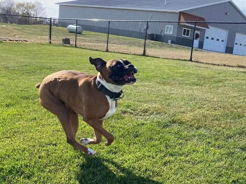 TYSON - ADOPTION PENDING!! - Boxer available for adoption