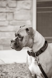 Tyson - ADOPTION PENDING!! - Photo 10