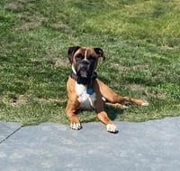 Tyson - ADOPTION PENDING!! - Photo 3