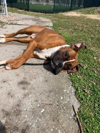 Tyson - ADOPTION PENDING!! - Photo 18