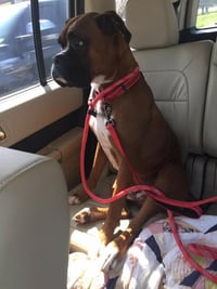 Tyson - ADOPTION PENDING!! - Photo 17