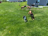 Tyson - ADOPTION PENDING!! - Photo 6