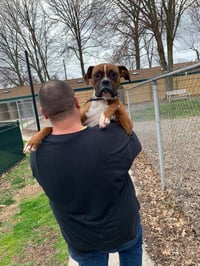 Tyson - ADOPTION PENDING!! - Photo 19