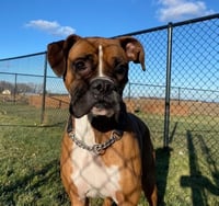 Tyson - ADOPTION PENDING!! - Photo 13