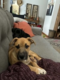 Lainey - Photo 10