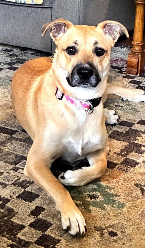 LAINEY - Boxer for adoption in Bloomington