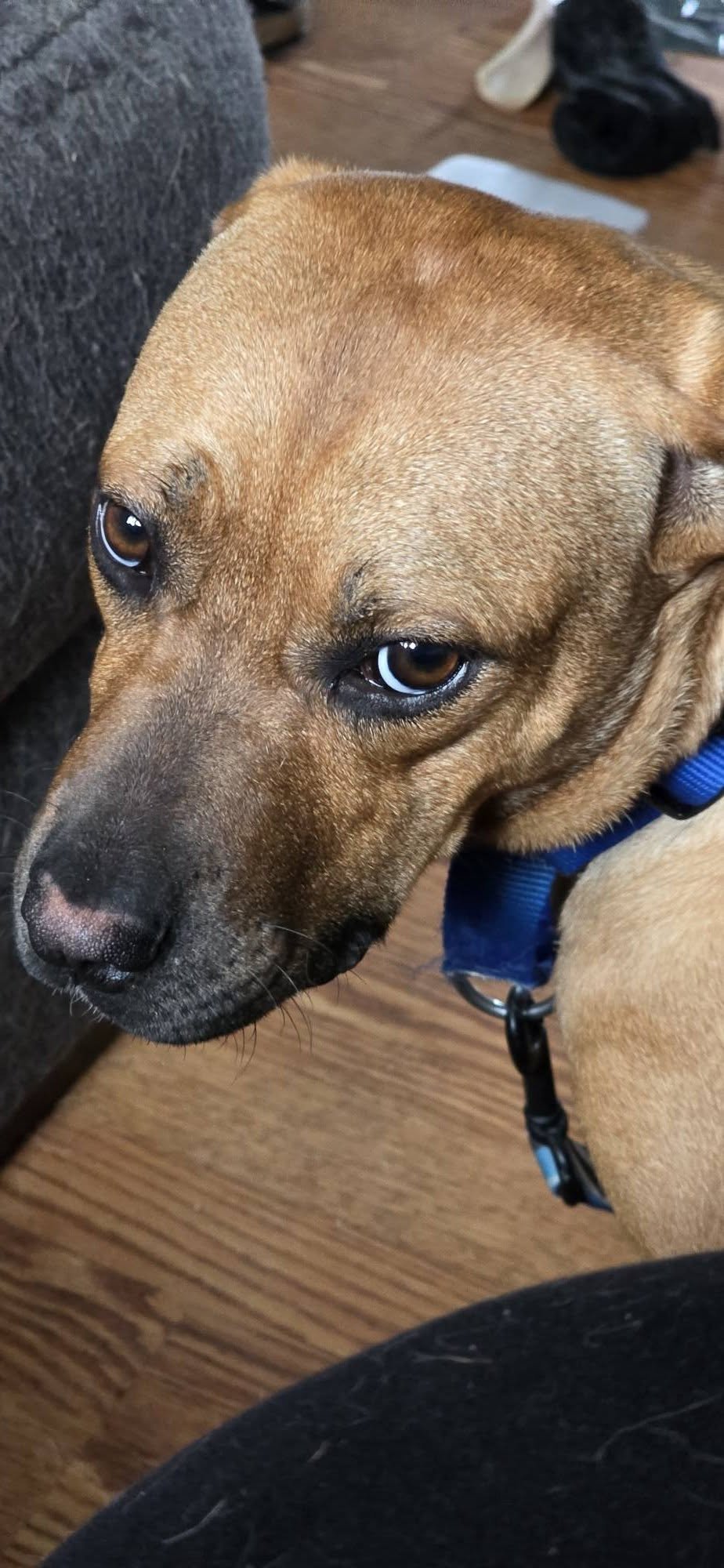Nala - Photo 2
