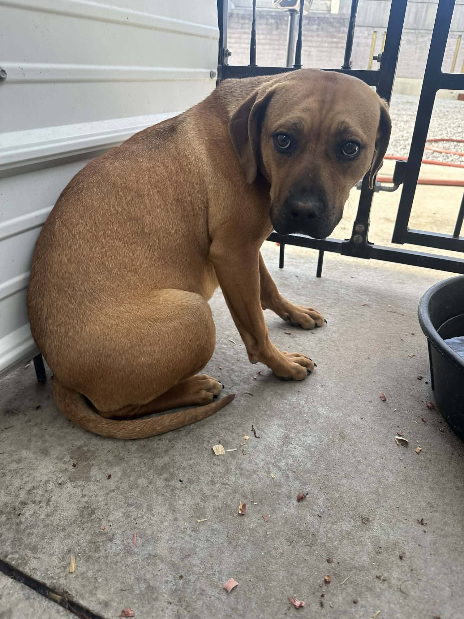 Nala - Photo 3