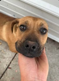 Nala (foster mom calls her Betty) - Photo 10