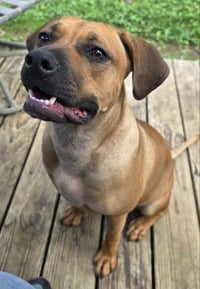 Nala (foster mom calls her Betty) - Photo 2