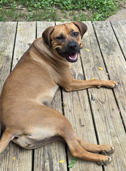 NALA (FOSTER MOM CALLS HER BETTY) - Boxer available for adoption