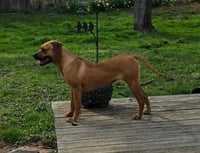 Nala (foster mom calls her Betty) - Photo 5