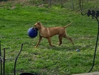 Nala (foster mom calls her Betty) - Photo 6