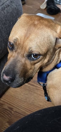 Nala (foster mom calls her Betty) - Photo 8