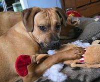 Nala (foster mom calls her Betty) - Photo 3
