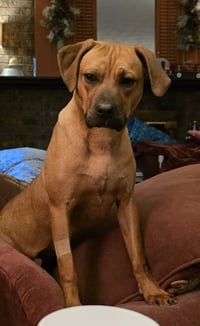 Nala (foster mom calls her Betty) - Photo 7
