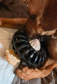 Nala (foster mom calls her Betty) - Photo 4