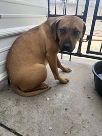 Nala (foster mom calls her Betty) - Photo 9