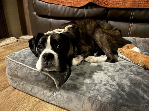 HARPER - Boxer available for adoption