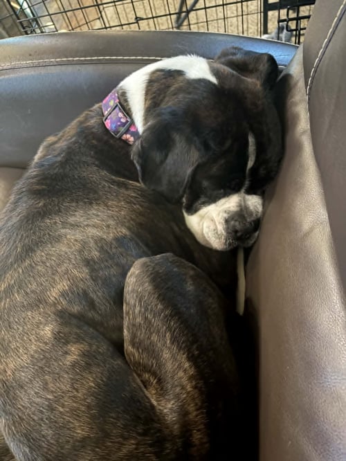 HARPER - Boxer available for adoption