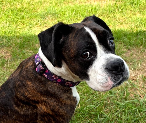 HARPER - Boxer available for adoption