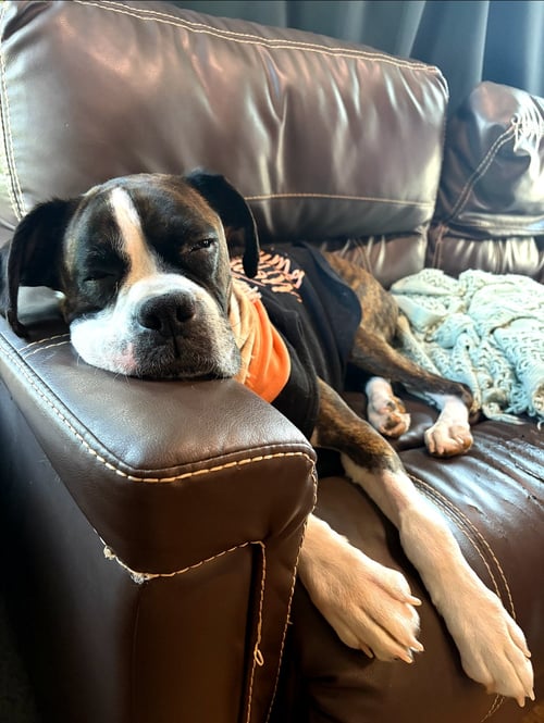 HARPER - Boxer available for adoption