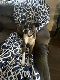 Rocko - ADOPTION PENDING!! - Photo 1