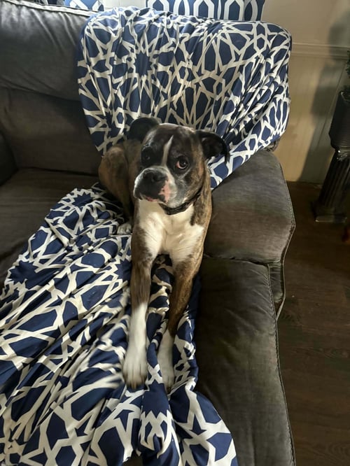 ROCKO - ADOPTION INTEREST!! - Boxer available for adoption