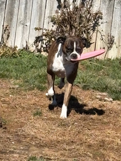 ROCKO - ADOPTION INTEREST!! - Boxer available for adoption