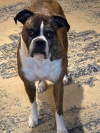 Rocko - ADOPTION PENDING!! - Photo 4