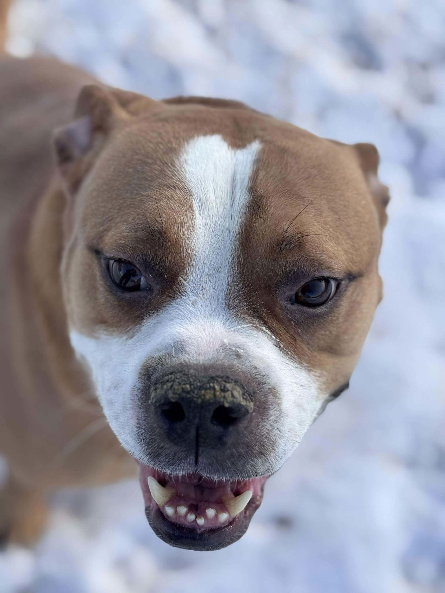 Ashton now Tyson - FOSTER OR ADOPT ME!! - Photo 2