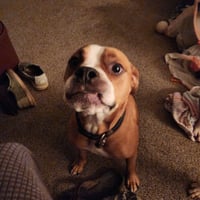 Ashton now Tyson - FOSTER OR ADOPT ME!! - Photo 10