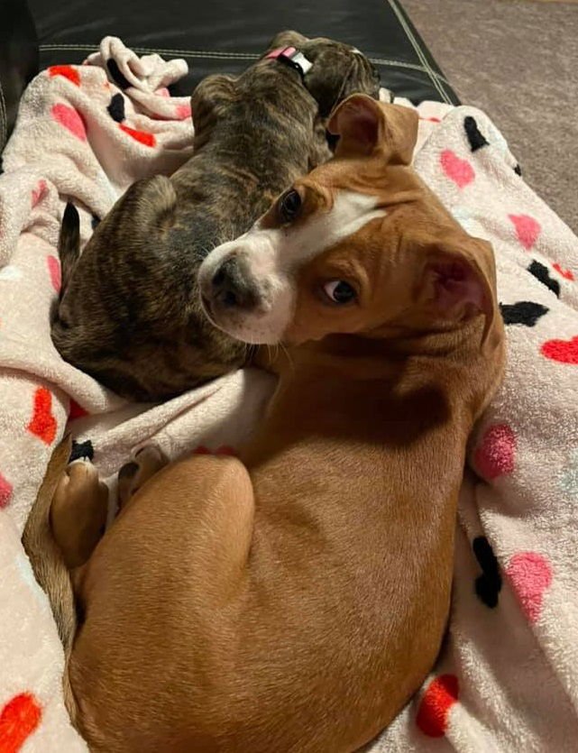Ashton now Tyson - FOSTER OR ADOPT ME!! - Photo 13
