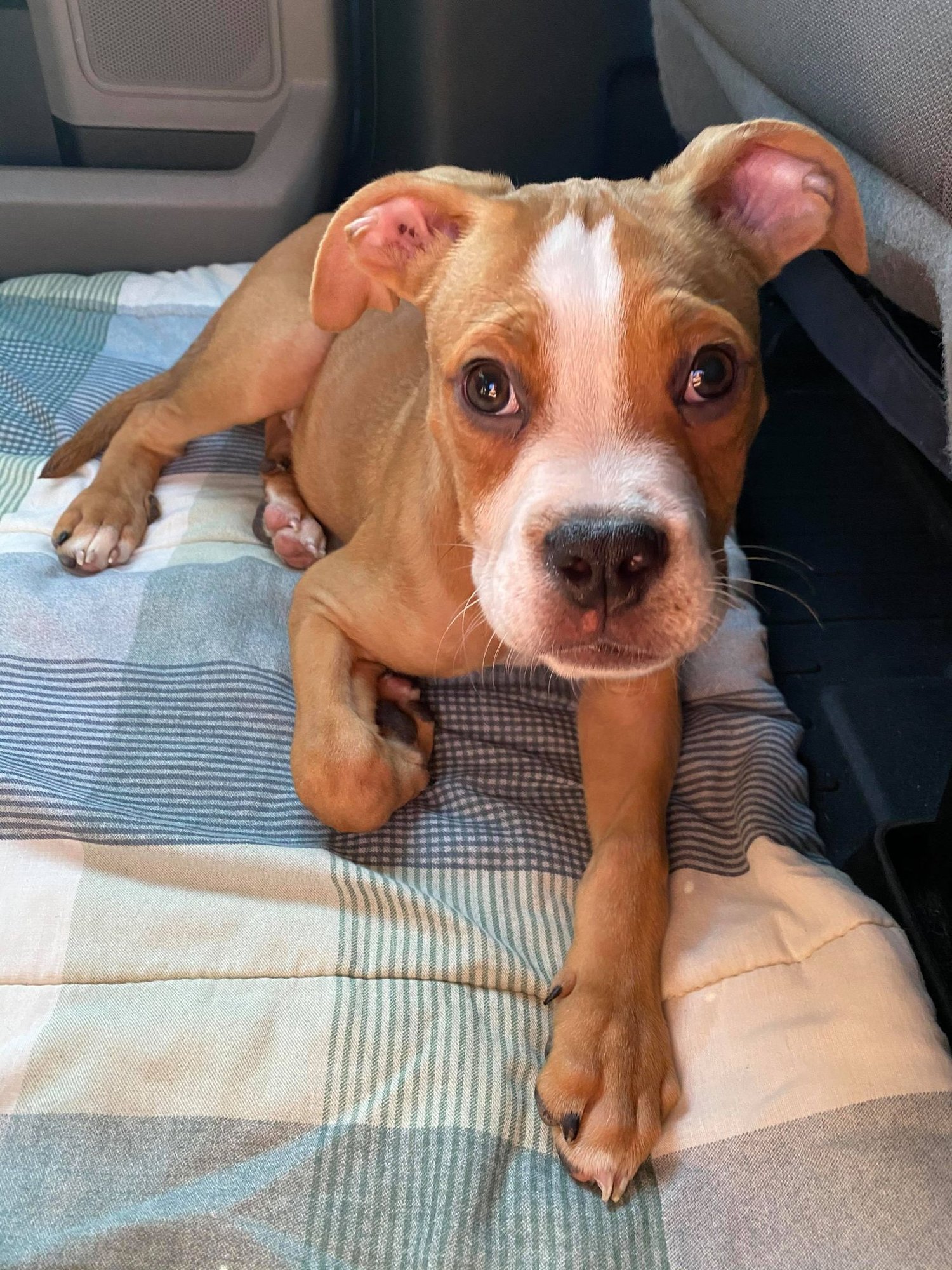Ashton now Tyson - FOSTER OR ADOPT ME!! - Photo 16