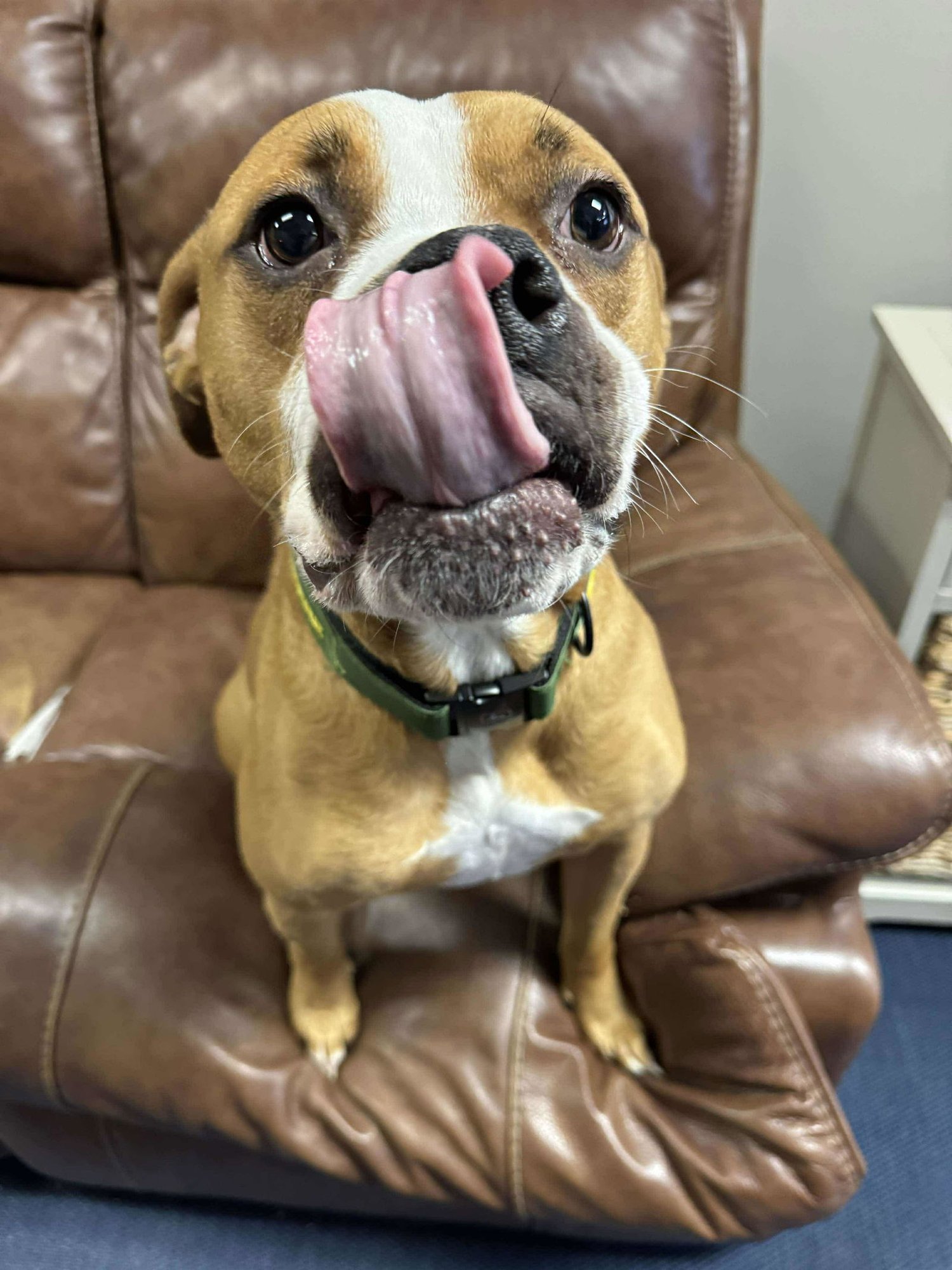 Ashton now Tyson - FOSTER OR ADOPT ME!! - Photo 4
