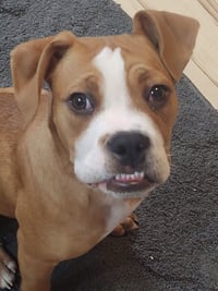 Ashton now Tyson - FOSTER OR ADOPT ME!! - Photo 11